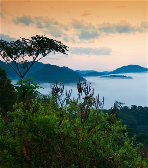 Parque Nacional Nyungwe